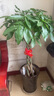 嘆為觀(guān)止大型植物發(fā)財樹(shù)各種大顆盆栽開(kāi)業(yè)喬遷客廳辦公室內好養大型花卉 辮子發(fā)財樹(shù)【1.2-1.4米】 不含盆 曬單實(shí)拍圖