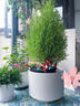 香松盆栽植物室內桌面北歐風(fēng)小清新檸檬香冠柏圣誕節禮物創(chuàng  )意綠植 精美小香松1顆（15-20CM高） 曬單實(shí)拍圖