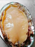 【扭扭鮑】鮮活大鮑魚1只（8-10頭/500g） 曬單實(shí)拍圖