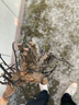 柿子苗樹(shù)苗嫁接果樹(shù)苗南北方種植地栽火晶柿脆甜柿子樹(shù)苗當年結果 火晶柿子【五年苗當年結果】 90cm(含)-99cm(含) 曬單實(shí)拍圖