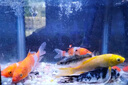 錦鯉魚活體觀賞魚活魚小型易養(yǎng)冷水淡水魚小魚苗錦鯉金魚好看錦鯉 10-12cm 六色錦鯉套餐6條 曬單實拍圖