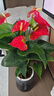 花翁水培紅掌盆栽花卉室內綠植源頭直發(fā) 【爆款新品】特級紅掌繁星盆 曬單實(shí)拍圖