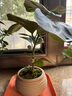 喜鵲說(shuō)小盼菩提樹(shù)盆栽植物室內觀(guān)果綠植客廳盆景辦公室凈化空氣桌面好養 小盼菩提-素砂盆-竹底托 帶盆栽好 曬單實(shí)拍圖