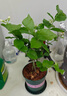 開時果 茉莉花盆栽濃香型 桌面綠植物陽臺花卉樹苗盆景擺件源頭直發(fā)包郵 精品茉莉花5-10株【加侖盆】 曬單實拍圖