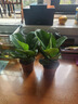 琴葉榕盆栽綠植辦公室客廳觀(guān)葉植物北歐風(fēng)室內花卉凈化空氣好養活 琴葉榕 2盆 【原土原盆】 曬單實(shí)拍圖