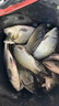 誘魚燈水下聚魚燈黑坑野釣超聲波探魚器通殺釣魚神器夜釣燈釣魚燈 買2送1【百米魚群全都來】 曬單實(shí)拍圖