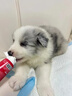純種隕石邊牧幼犬邊境牧羊犬活體七白三通黑白金邊中型犬寵物小狗 血統(tǒng)級(jí) 隕石色 公 曬單實(shí)拍圖