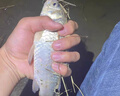 川澤錘頭尾夜光漂咬鉤變色高靈敏超亮醒目電子漂野釣魚漂鯽鯉鰱鳙浮漂 升級(jí)硬尾PJ04【野釣綜合】鉛2.2g 【咬鉤變色】加粗醒目尾 曬單實(shí)拍圖