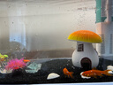 招財寵物魚(yú)冷水觀(guān)賞草金魚(yú)錦鯉魚(yú)好養耐活包郵包活 【1-3厘米】 招財金魚(yú)3條裝 曬單實(shí)拍圖