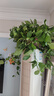 綠有意 綠蘿長(cháng)藤盆栽室內大葉垂吊植物大盆綠籮除甲醛吊綠植水培花卉蘭 360大盆長(cháng)藤綠蘿帶蓄水盆一盆+肥 曬單實(shí)拍圖