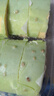 鮮達(dá)倉(cāng)倉(cāng)夢(mèng)龍黑金豆乳瑞士卷700g動(dòng)物奶油西式甜點(diǎn)下午茶零食蛋糕聚會(huì)糕點(diǎn) 曬單實(shí)拍圖