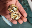 三只松鼠核桃休閑0添加原生態(tài)薄皮紙皮核桃袋裝腦補(bǔ)解饞辦公零食 紙皮核桃 500g*1袋 曬單實(shí)拍圖