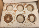 耕果妙新鮮大鵝蛋12枚凈重2.4斤散養(yǎng)新鮮鵝蛋100-130g/枚 源頭直發(fā)包郵 曬單實拍圖
