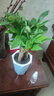 ?【包活】發(fā)財樹(shù)盆栽鮮花綠植物辦公室內吸甲醛綠蘿文竹水培易養 三桿發(fā)財樹(shù)+高檔藍色吸水盆 曬單實(shí)拍圖