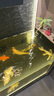 神陽(yáng)神陽(yáng)巨鱗比賽級(jí)錦鯉飼料增色增體錦鯉魚食高營(yíng)養(yǎng)魚糧魚飼料5-15kg 巨鱗育成 15kg L粒 曬單實(shí)拍圖