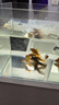 YEE超白魚缸桌面客廳生態(tài)斗金魚烏龜缸造景小型水草養(yǎng)魚玻璃裸缸40cm 曬單實拍圖
