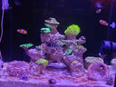 藍吊粉藍吊五彩吊七彩吊多莉海水魚(yú)觀(guān)賞魚(yú)珊瑚活物已檢疫秒顆粒 印尼藍吊5+（檢驗定水顆粒） 曬單實(shí)拍圖