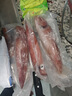 鮮可居東山縣海島 東海手釣大管火箭魷魚(yú) 中國槍烏賊  鮮活凍刺身 凈重900g/3-4條【活凍】 曬單實(shí)拍圖