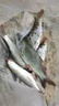 魚誘超強(qiáng)誘魚粉釣魚小藥誘食添加劑一粒爆餌料黑坑野釣專用鯉鯽草鳊魚 紅色【野釣專用】 1瓶【內(nèi)含30?！?曬單實(shí)拍圖