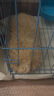 純種泰迪犬長(cháng)不大貴賓犬茶杯犬香檳色泰迪幼犬小體飛耳活體寵物狗 寵物級 2 公 曬單實(shí)拍圖