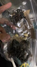 北京同仁堂抵擋湯吸血水蛭干貨牛虻蟲(chóng)大黃桃仁倪海廈原材料 抵擋湯【7副】虻蟲(chóng)帶翅(倪師原方) 曬單實(shí)拍圖