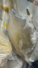 8條 特大號(hào)金鯧魚 新鮮海魚 鯧魚 深海冷凍海昌特大金昌海鮮水產(chǎn) 9兩-1斤左右/條 3條 曬單實(shí)拍圖