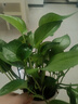 雙盟綠蘿盆栽除甲醛花卉綠植辦公室新房?jì)艋諝?80加侖4盆裝源頭直發(fā) 曬單實(shí)拍圖