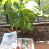 果汁陽臺月季花苗四季開花卉盆栽綠植物室內(nèi)花易活玫瑰帶花苞庭院 果汁陽臺【大花濃香，月月開分枝多】 【帶花苞】【盆口徑15cm】原盆冠25高35 曬單實拍圖