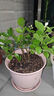 開時(shí)果 茉莉花盆栽濃香型 桌面綠植物陽臺(tái)花卉樹苗盆景擺件源頭直發(fā)包郵 精品茉莉花5-10株【加侖盆】 曬單實(shí)拍圖