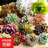 多肉植物 多肉套餐隨機不重復精選辦公室室內陽(yáng)臺室外紅色系列 隨機2顆多肉不重復+盆土 曬單實(shí)拍圖