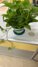 雙盟綠蘿盆栽除甲醛花卉綠植辦公室新房凈化空氣180加侖2盆裝源頭直發(fā) 曬單實(shí)拍圖
