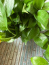雙盟綠蘿盆栽除甲醛花卉綠植辦公室新房凈化空氣180加侖4盆裝源頭直發(fā) 曬單實拍圖