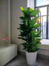 卉優(yōu)大葉綠蘿柱室內大盆栽植物客廳大型綠植辦公室除甲醛凈化空氣易活 特級大葉綠蘿柱1.4-1.6米【基地原盆】 曬單實(shí)拍圖