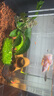 共度（Gong Du）前景草爬地矮珍珠魚(yú)缸水草植物真草活凈水陰性草 盒裝趴地矮珍珠 曬單實(shí)拍圖