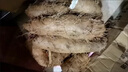 廣東茂名毛薯5斤新鮮山藥現(xiàn)挖甜薯沙地白心紅番薯農(nóng)家自種腳板薯 1斤 小果【40-100g】粉面香甜 曬單實(shí)拍圖