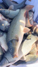 小鳳仙伊勢尼魚鉤子線組綁好子線雙鉤野釣大物專用魚鉤成品套裝鰱鳙鉤 伊勢尼有刺（鉤9#/線2.5#） 子線雙鉤-20付盒裝 曬單實拍圖