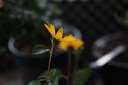 唯卓仕（VILTROX）AF 56mm F1.7 XF富士口大光圈自動對焦人像定焦鏡頭適用于X-S20 X-M5 X-T30II X-T5 X-H2微單相機 曬單實拍圖