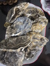 鮮海道 鮮活乳山生蠔3XL 凈重5斤 13-17只 生鮮海鮮貝類 源頭直發(fā) 曬單實拍圖