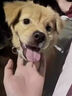 犬窩咳狗狗感冒寵物咳嗽干嘔鼻塞流鼻涕打噴嚏發(fā)燒專用窩咳凈片 1瓶 【特效體驗(yàn)裝】 曬單實(shí)拍圖