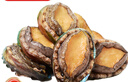 優(yōu)牧冠 冷凍大鮑魚(yú) 10頭鮑 9分熟凍鎖鮮 生鮮夜宵燒烤食材1袋500g 【三去免處理】10只裝*1袋 曬單實(shí)拍圖