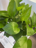 雙盟 綠蘿盆栽除甲醛花卉綠植辦公室新房?jì)艋諝?10款10盆裝源頭直發(fā) 曬單實(shí)拍圖