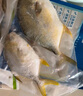 翔泰 海南金鯧魚(yú)凈重900g 2條裝  魚(yú)類(lèi)生鮮 燒烤 火鍋食材 海鮮水產(chǎn) 曬單實(shí)拍圖