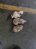 鮮海道（XIANHAIDAO）【活鮮】生蠔 鮮活乳山牡蠣貝類 源頭直發(fā) 2XL-凈重5斤 送禮 曬單實(shí)拍圖