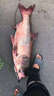 釣鰱鳙專(zhuān)用餌料四季通殺花鰱白鰱大頭魚(yú)鄧剛酸臭爆護誘魚(yú)開(kāi)口小藥 鄧剛推薦【買(mǎi)三送二】到手5瓶 曬單實(shí)拍圖