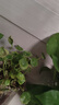 景郁春 JIRYUCUR銅錢(qián)草水培植物盆栽四季好養帶葉 銅錢(qián)草兩盆 源頭直發(fā) 曬單實(shí)拍圖