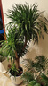 植男植女龍血樹(shù)綠植盆栽龍須樹(shù)室內辦公室客廳造型大型落地植物源頭直發(fā) 曬單實(shí)拍圖