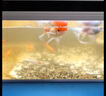 森森 超白玻璃智能桌面魚缸一體缸自循環(huán)HE-480 曬單實(shí)拍圖