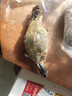 金唐鮮凍大鮑魚凈重500g/ 10頭鮑 帶殼鮑魚肉 貝類海鮮生鮮火鍋燒食材 曬單實(shí)拍圖