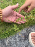 [特安吶]血塞通顆粒 3g*20袋 1盒裝 曬單實拍圖