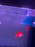 森森（SUNSUN）大型魚缸底過濾水族箱客廳家用落地玻璃生態(tài)金魚缸 超白款升級底濾 0.8米長35cm寬（黑白可選） 曬單實拍圖